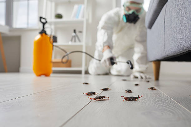 Commercial Rodent Management in Avenel